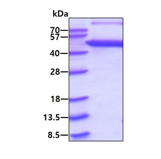 SDS-PAGE gel showing 3µg recombinant human JNK2 MAPK9 protein under reducing conditions stained with Coomassie blue