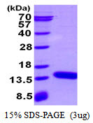 SDS-PAGE gel of recombinant mouse S100A3 protein 3ug under reducing conditions with Coomassie blue stain