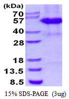 SDS-PAGE gel of recombinant human CSTF1 protein 3µg reducing conditions Coomassie stain