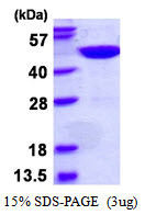 SDS-PAGE gel of recombinant human OLA1 protein 3µg under reducing conditions stained with Coomassie blue