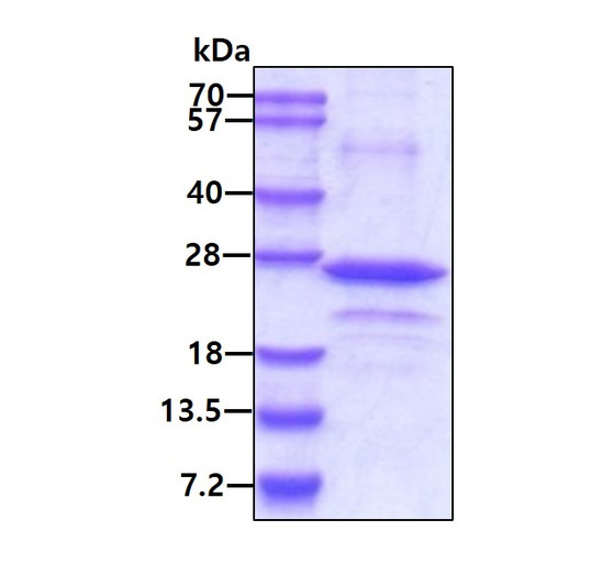 SDS-PAGE gel of recombinant human ARC NOL3 protein under reducing conditions with Coomassie blue stain