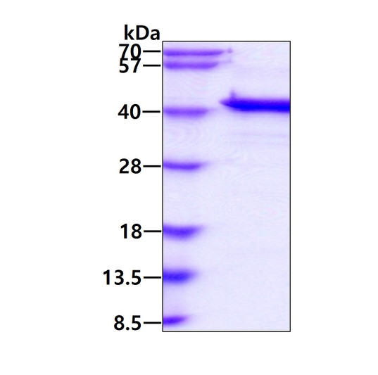 SDS-PAGE gel of recombinant human MCL1 protein 3μg under reducing conditions stained with Coomassie blue