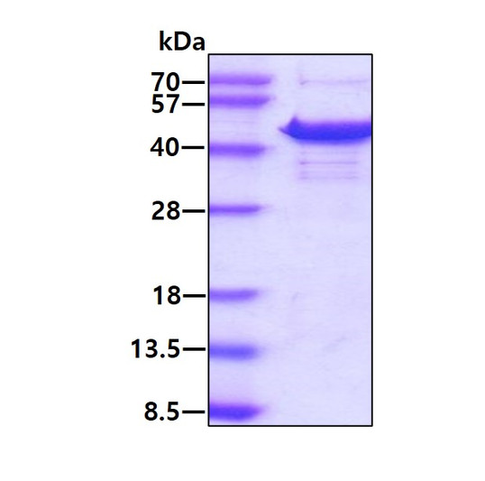 SDS-PAGE gel of recombinant human NIPP1 PPP1R8 protein under reducing conditions