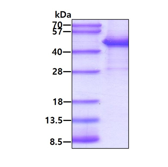 SDS-PAGE gel of recombinant human alpha-smooth muscle actin ACTA2 protein under reducing conditions