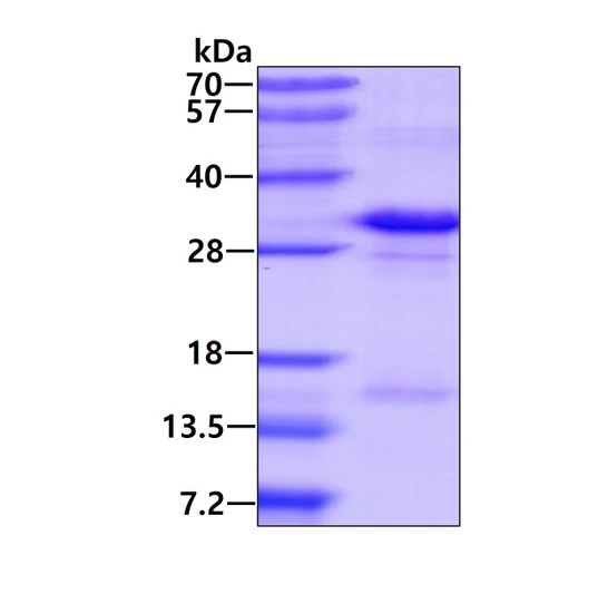 Recombinant human JAM-C protein SDS-PAGE gel 3µg reducing conditions Coomassie blue stain