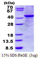 SDS-PAGE gel showing recombinant human GNAZ protein 3µg under reducing conditions Coomassie blue stain
