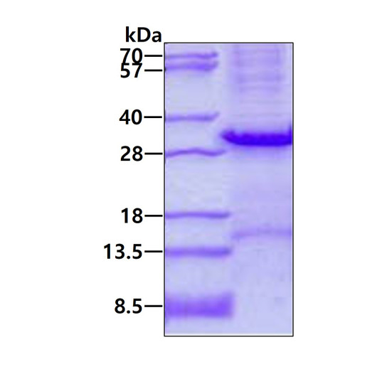 SDS-PAGE gel of recombinant human tryptase beta-1 protein 3µg under reducing conditions Coomassie blue stain