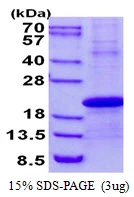 SDS-PAGE gel of recombinant human Stella DPPA3 protein under reducing conditions Coomassie blue stain