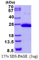 SDS-PAGE gel showing recombinant human COMMD9 protein under reducing conditions stained with Coomassie blue