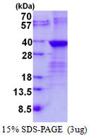 SDS-PAGE gel of recombinant human LIN-28B protein 3µg under reducing conditions Coomassie blue stain