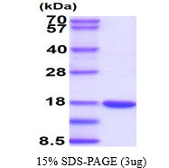 SDS-PAGE of recombinant mouse Galectin-7 LGALS7 protein under reducing conditions