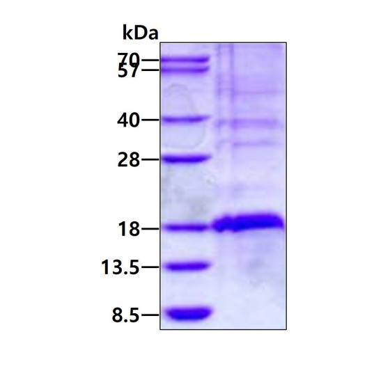 SDS-PAGE gel of recombinant human TSC22D3 protein under reducing conditions stained with Coomassie blue