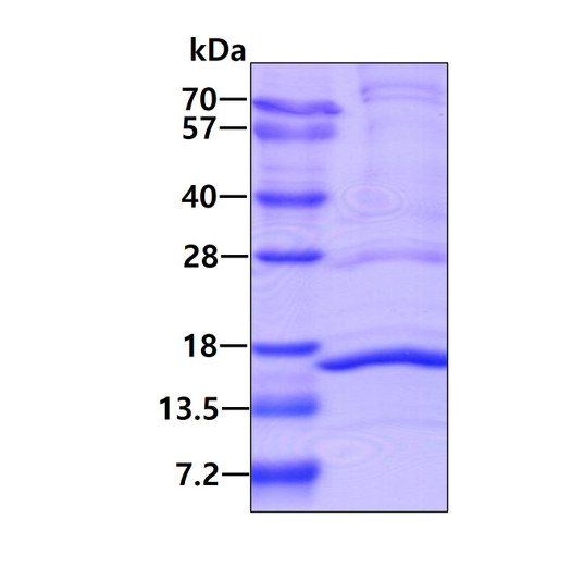 SDS-PAGE gel of recombinant human NDUFA5 protein under reducing conditions stained with Coomassie blue