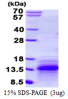 SDS-PAGE gel showing recombinant mouse CCL3 MIP-1 alpha protein under reducing conditions