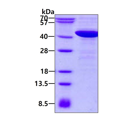 SDS-PAGE gel of recombinant human NCF4 protein 3µg under reducing conditions Coomassie blue stain