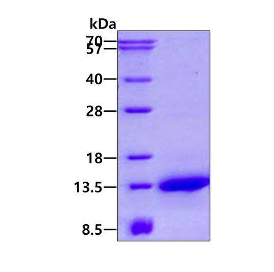 SDS-PAGE of recombinant human NDUFA2 protein under reducing conditions stained with Coomassie blue