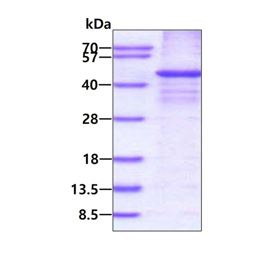 SDS-PAGE gel of recombinant human RASSF1A protein under reducing conditions stained with Coomassie blue