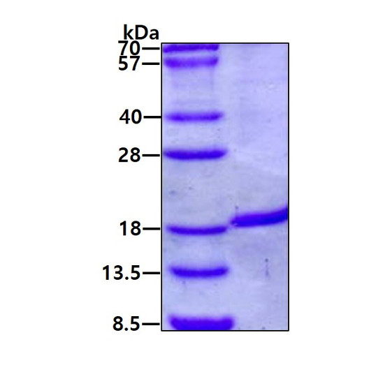 SDS-PAGE gel of recombinant human IRGM protein under reducing conditions Coomassie blue stain