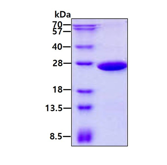 SDS-PAGE gel of recombinant human PGPEP-1 protein 3µg under reducing conditions Coomassie blue stain
