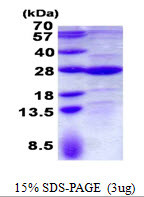 SDS-PAGE gel of recombinant human GLTP protein 3µg under reducing conditions Coomassie blue stain