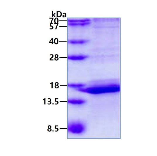 SDS-PAGE gel showing recombinant human CALML3 protein 3µg under reducing conditions Coomassie blue stain