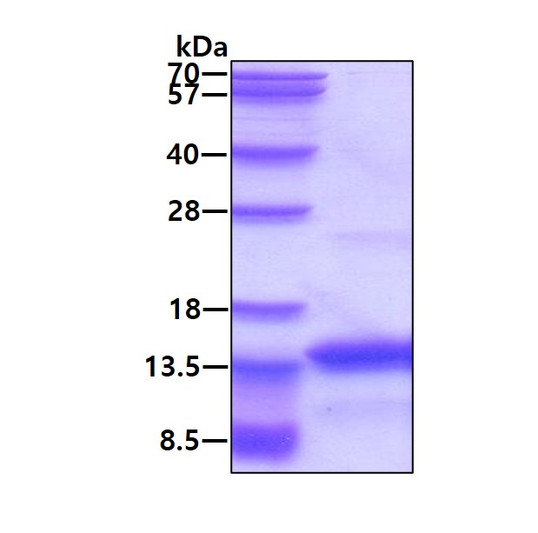 SDS-PAGE gel of recombinant human FDCSP protein 3µg under reducing conditions Coomassie blue stain