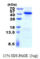 SDS-PAGE gel of recombinant human IMPAD1 protein under reducing conditions stained with Coomassie blue