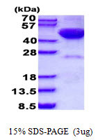 SDS-PAGE gel of recombinant human DRAK2 protein under reducing conditions stained with Coomassie blue