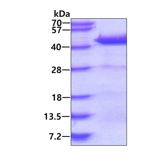 SDS-PAGE gel of recombinant human DNAJB4 protein 3µg under reducing conditions with Coomassie blue stain