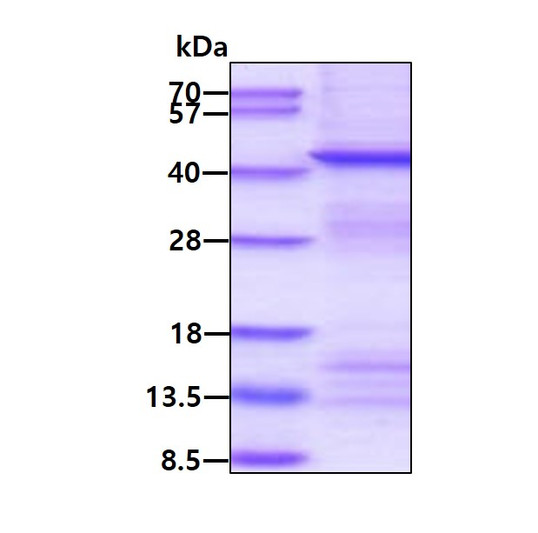 SDS-PAGE gel of recombinant human O-fucosyltransferase 1 POFUT1 protein under reducing conditions