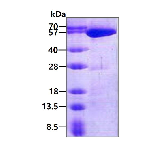 SDS-PAGE gel of recombinant human USP14 protein 3µg stained with Coomassie blue under reducing conditions