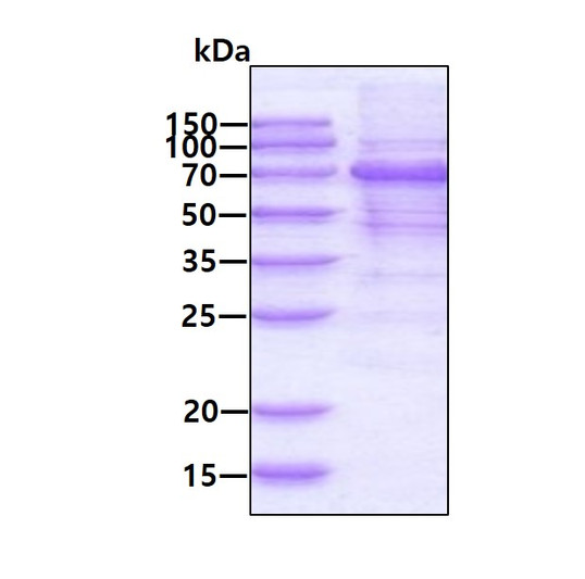 SDS-PAGE gel of recombinant human MAVS protein stained with Coomassie blue