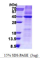 SDS-PAGE gel of recombinant human HAX-1 protein 3µg under reducing conditions Coomassie blue stain