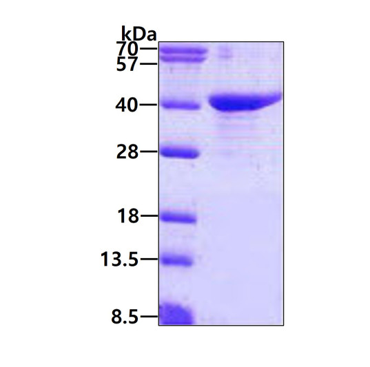 SDS-PAGE gel showing 3µg recombinant human GULP1 CED-6 protein under reducing conditions Coomassie blue stain