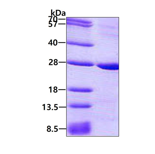 SDS-PAGE gel of recombinant human PRNP protein 3µg under reducing conditions Coomassie blue stain