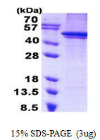 SDS-PAGE gel of recombinant human ARC protein 3µg under reducing conditions Coomassie blue stain