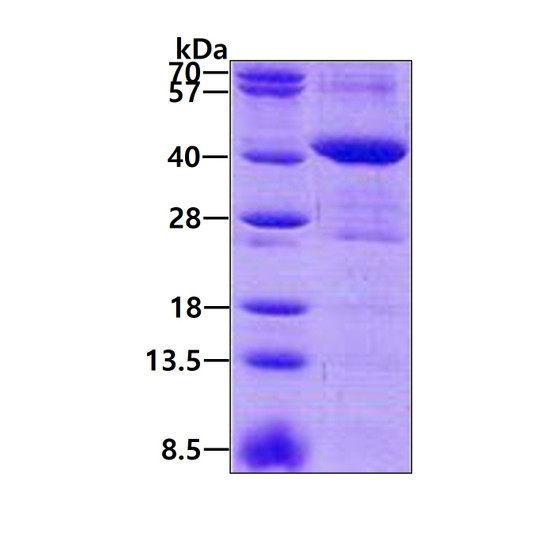 SDS-PAGE gel of recombinant human MRM1 protein under reducing conditions Coomassie blue stain