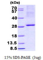 SDS-PAGE gel of recombinant human ITGB3BP protein 3µg under reducing conditions Coomassie blue stain