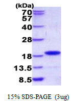 SDS-PAGE gel of recombinant human GIP protein 3 μg under reducing conditions stained with Coomassie blue