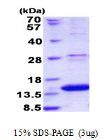 SDS-PAGE gel of recombinant human ROBLD3 LAMTOR2 protein under reducing conditions stained with Coomassie blue