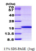 SDS-PAGE gel of recombinant human Histone H3.3 H3-3A protein under reducing conditions