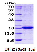 SDS-PAGE gel of recombinant human HINT2 protein stained with Coomassie blue