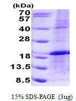 SDS-PAGE gel showing recombinant human LMO1 protein 3µg under reducing conditions stained with Coomassie blue