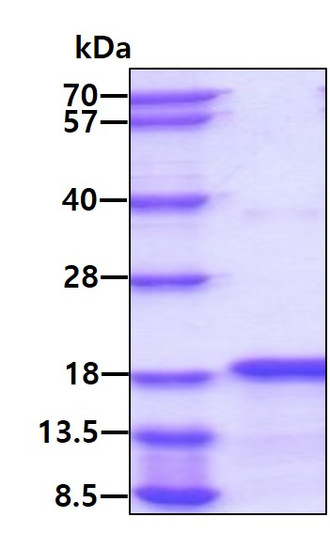 SDS-PAGE gel showing 3µg recombinant human BMP-6 protein under reducing conditions Coomassie blue stain