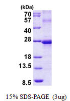 SDS-PAGE gel of recombinant human Ephrin-A3 protein under reducing conditions stained with Coomassie blue