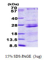 SDS-PAGE gel of recombinant human RPL23A protein 3ug under reducing conditions