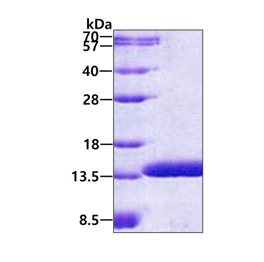 SDS-PAGE gel of recombinant human ABRACL protein 3µg under reducing conditions Coomassie stain