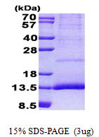 SDS-PAGE gel of recombinant human CST11 protein under reducing conditions stained with Coomassie blue