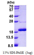 SDS-PAGE gel of recombinant human MAGOHB protein under reducing conditions stained with Coomassie blue