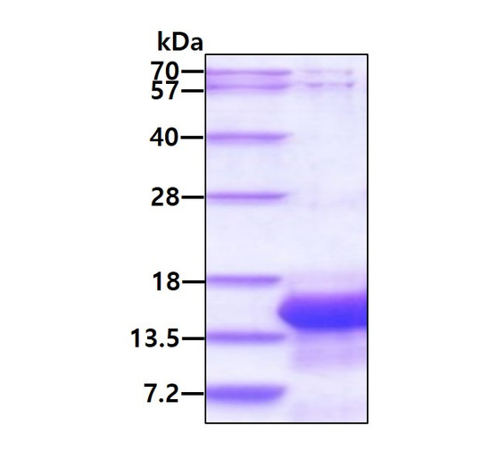 SDS-PAGE gel of recombinant human IER3 protein stained with Coomassie blue